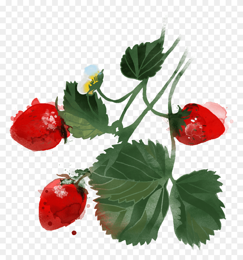 1945x2089 Иллюстрация Акварель Ягоды, Растение, Роза, Цветок Png Скачать