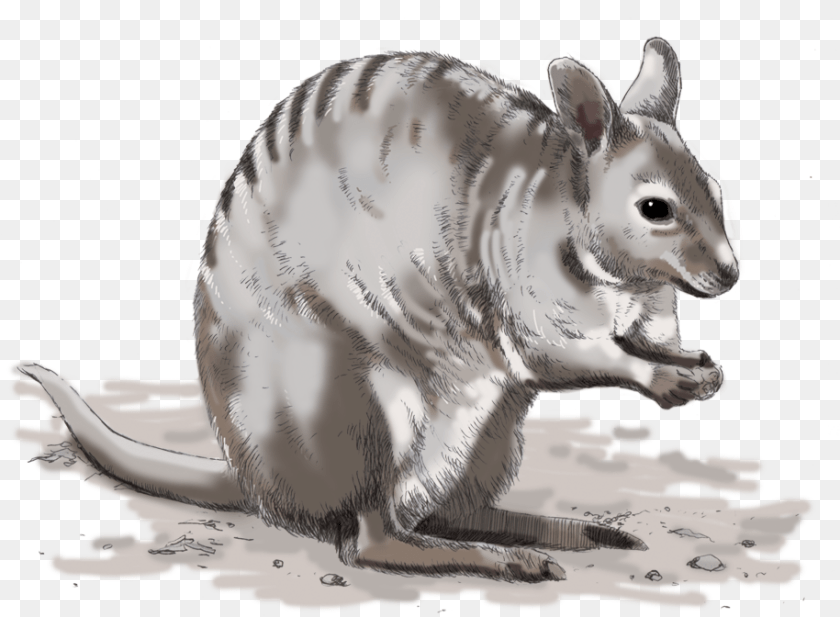 Illustrations For Any Media Armadillo, Animal, Mammal, Pig Clipart PNG