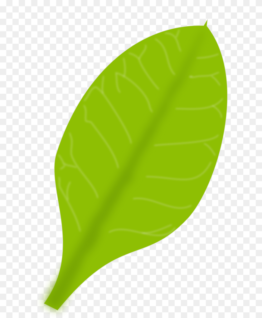 958x1161 Image, Leaf, Plant Sticker PNG