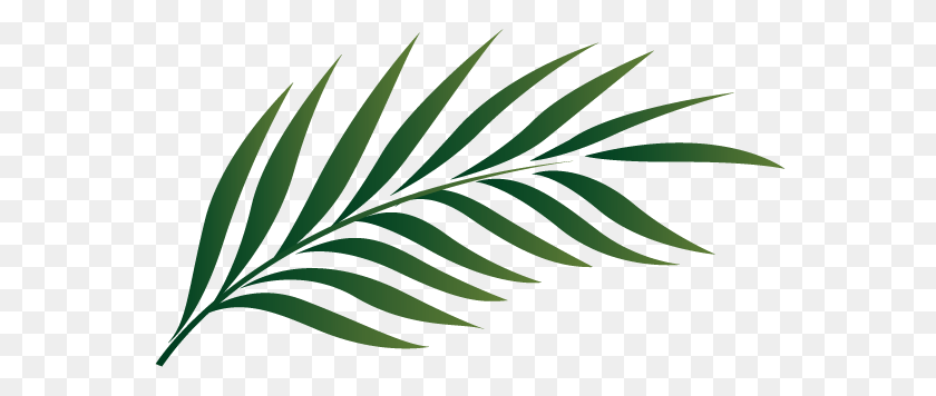 575x356 Leaf, Plant, Tree, Fern Transparent PNG