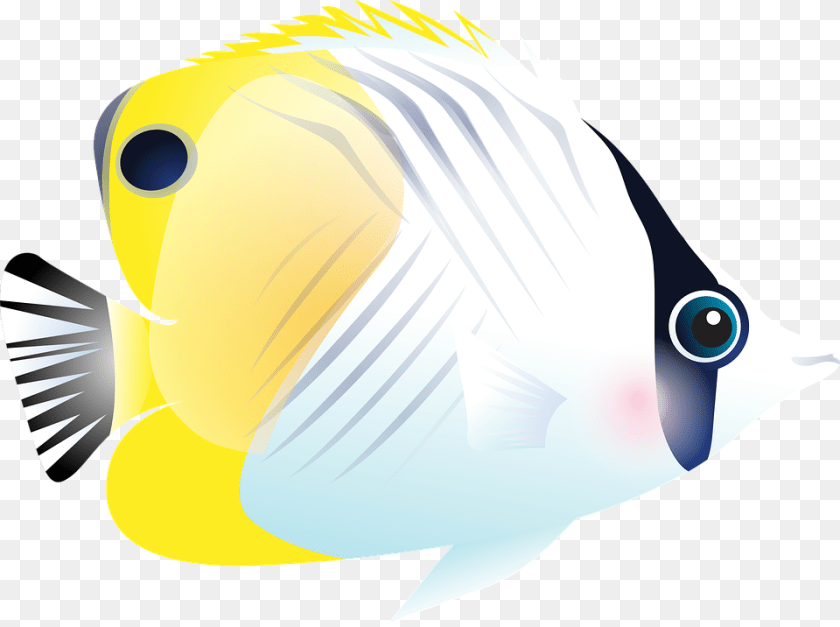 960x716 Image, Angelfish, Animal, Fish, Sea Life PNG