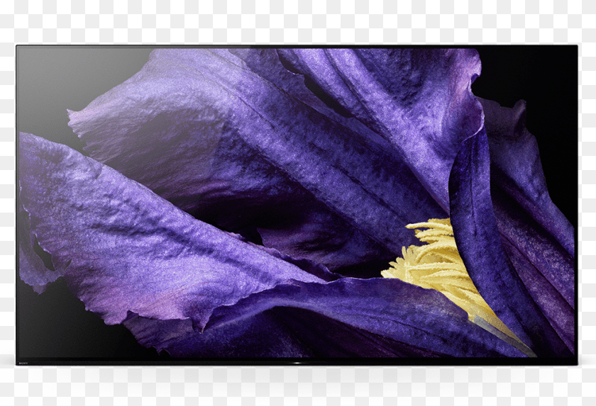 994x678 Image, Iris, Pollen, Plant, Flower PNG