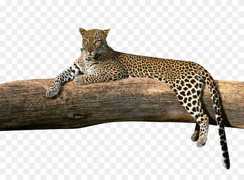 974x718 Image, Animal, Mammal, Panther, Wildlife PNG