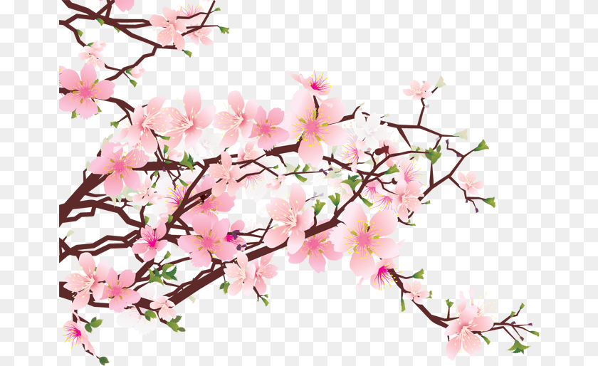 Image, Flower, Plant, Cherry Blossom Clipart PNG