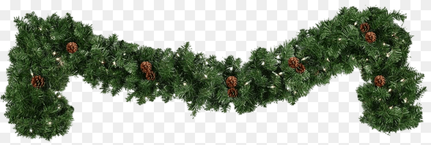 Conifer, Pine, Plant, Tree Transparent PNG