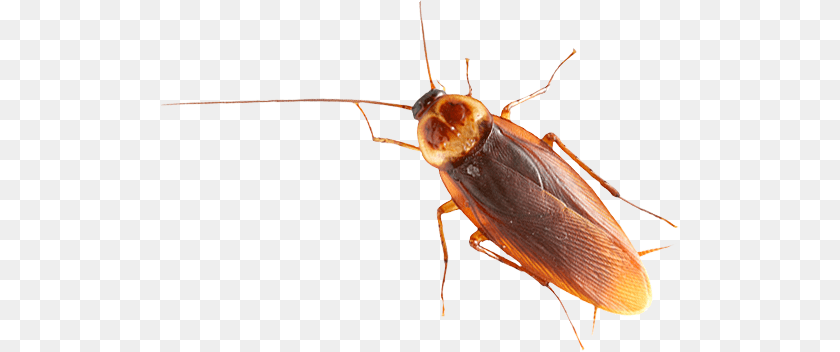 520x352 Image, Animal, Cockroach, Insect, Invertebrate Transparent PNG