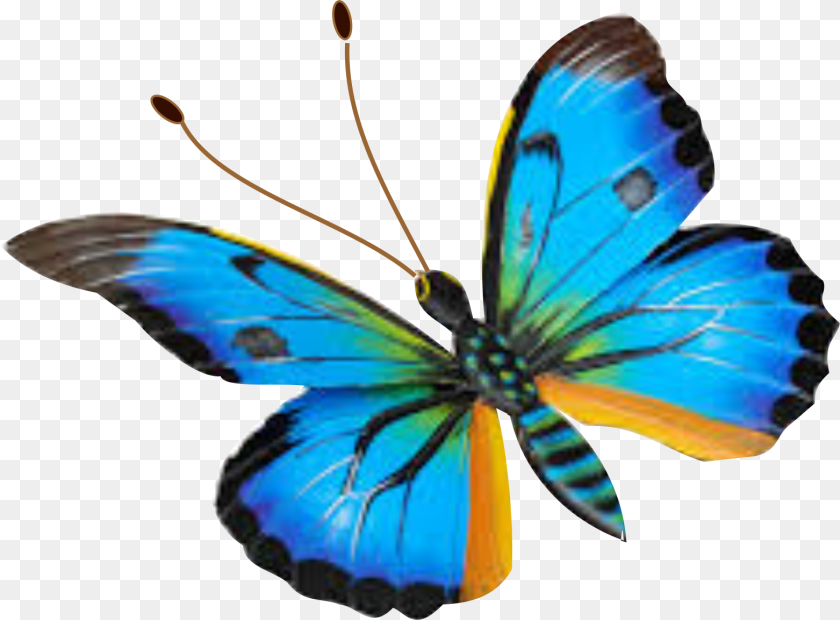 Image, Animal, Butterfly, Insect, Invertebrate Clipart PNG