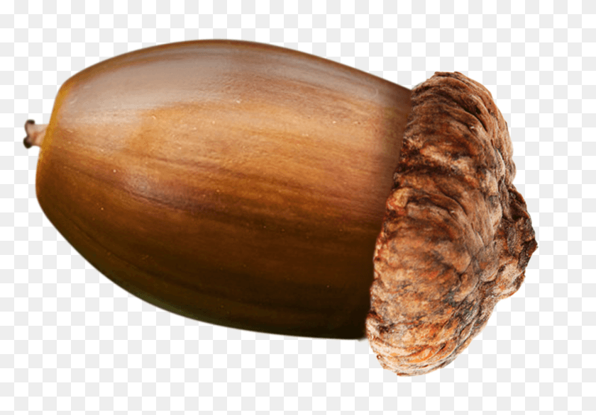 1438x971 Image Acorn, Plant, Produce, Food HD PNG Download