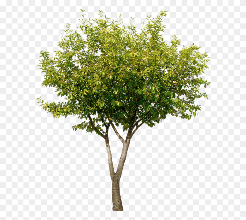 600x690 Png Изображение - Arbre Arbol De Render, Дерево, Растение, Клен Hd Png.