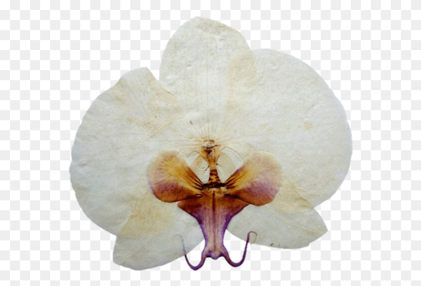 568x511 Image Artificial Flower, Plant, Blossom, Orchid HD PNG Download