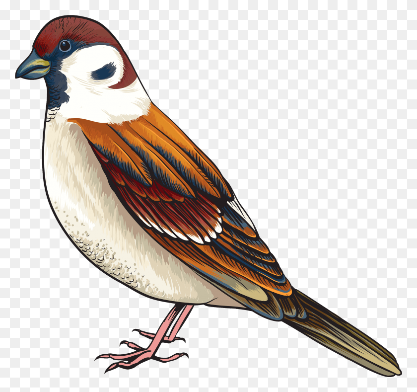 2451x2291 Image Bird Best Web Clip Art Of Bird, Animal, Beak, Finch HD PNG Download