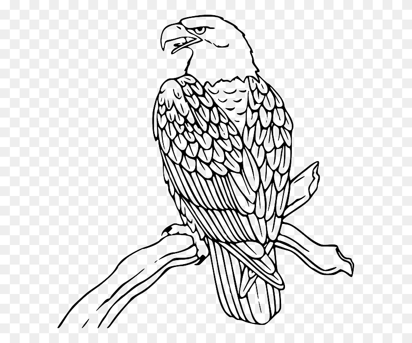 605x640 Image Black And White Hawk Clipart Black And Eagle Black And White Clip Art, Bird, Animal, Kite Bird HD PNG Download