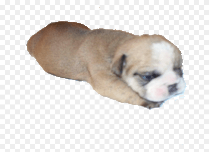 663x551 Image Black And White Stock English Bulldog For In Australian Bulldog, Dog, Pet, Canine HD PNG Download