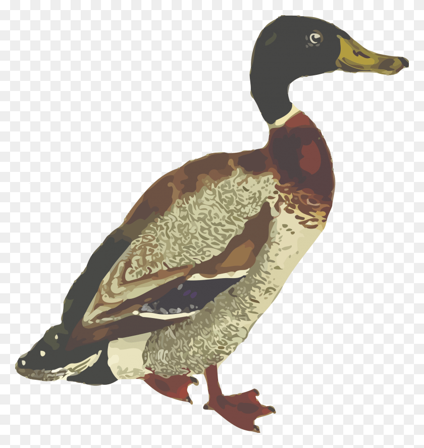 2264x2400 Image Clip Art Images Of Mallard Ducks, Duck, Bird, Animal HD PNG Download