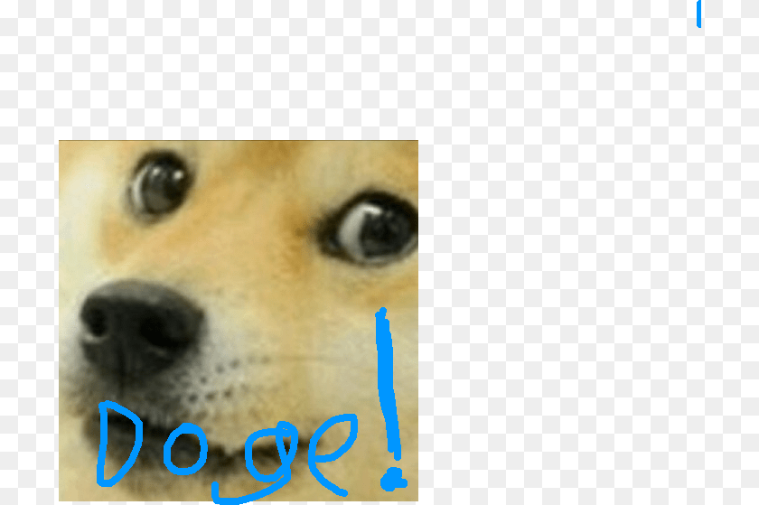 711x559 Close Up Of Doge, Snout, Animal, Canine, Dog Transparent PNG