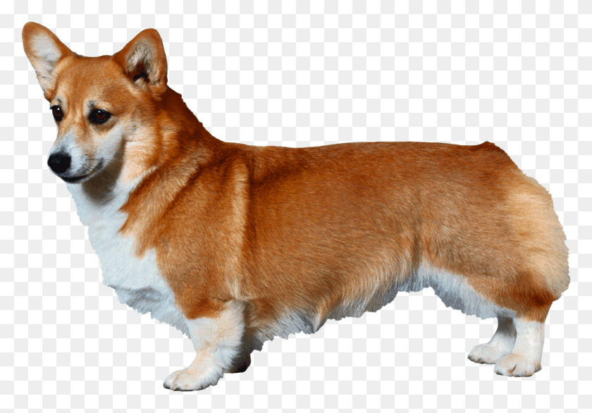 2575x1739 Image Corgi Clipart Transparent Background Corgi Extra Short Legs, Dog, Pet, Canine HD PNG Download