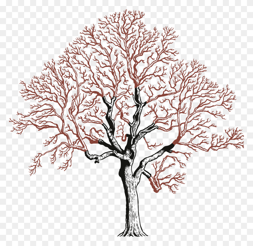 3291x3194 Image Creative Arts, Plant, Tree, Root HD PNG Download