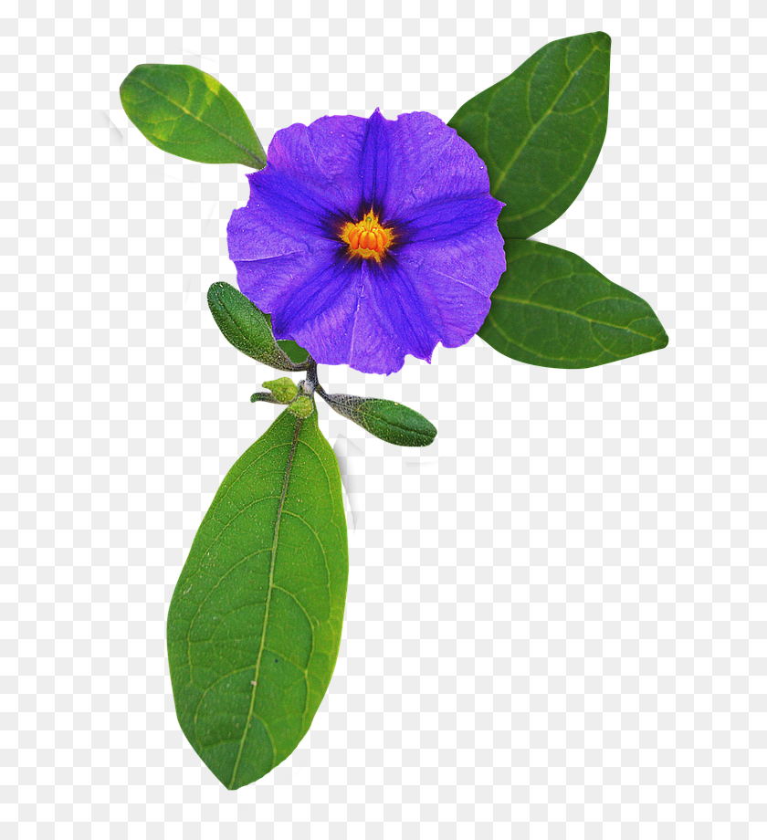 630x860 Image Croppedflower Flower Viola, Plant, Blossom, Geranium HD PNG Download