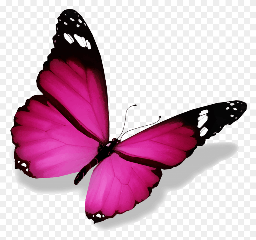 1024x958 Image De Papillon Imagenes De Mariposas Animalitos Schmetterling, Butterfly, Insect, Invertebrate HD PNG Download