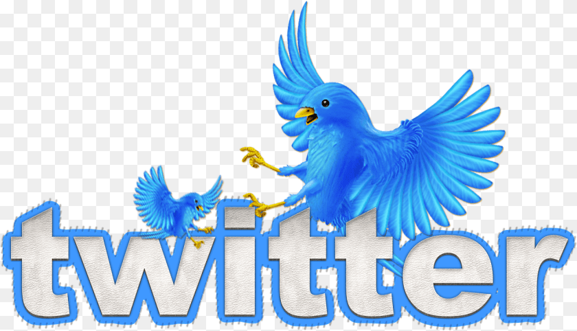 1257x721 Image Default Animated Twitter Bird, Animal, Parrot Sticker PNG
