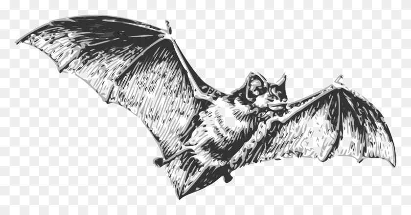 2400x1172 Image Detailed Bat Drawing, Bird, Animal, Statue HD PNG Download