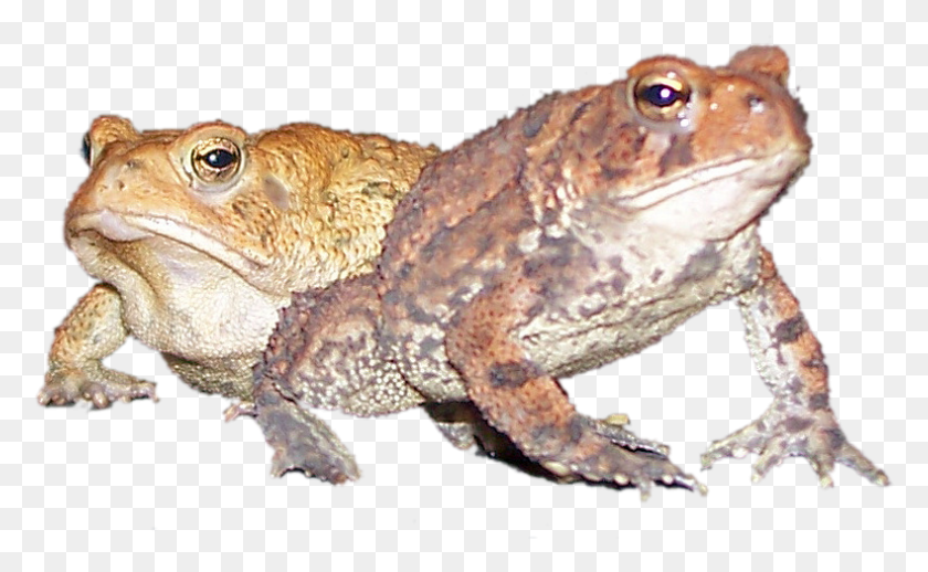 789x464 Image Eastern Spadefoot, Toad, Amphibian, Wildlife HD PNG Download