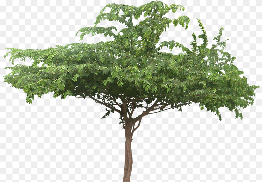 Image Enterolobium Cyclocarpum, Conifer, Plant, Potted Plant, Tree Sticker PNG