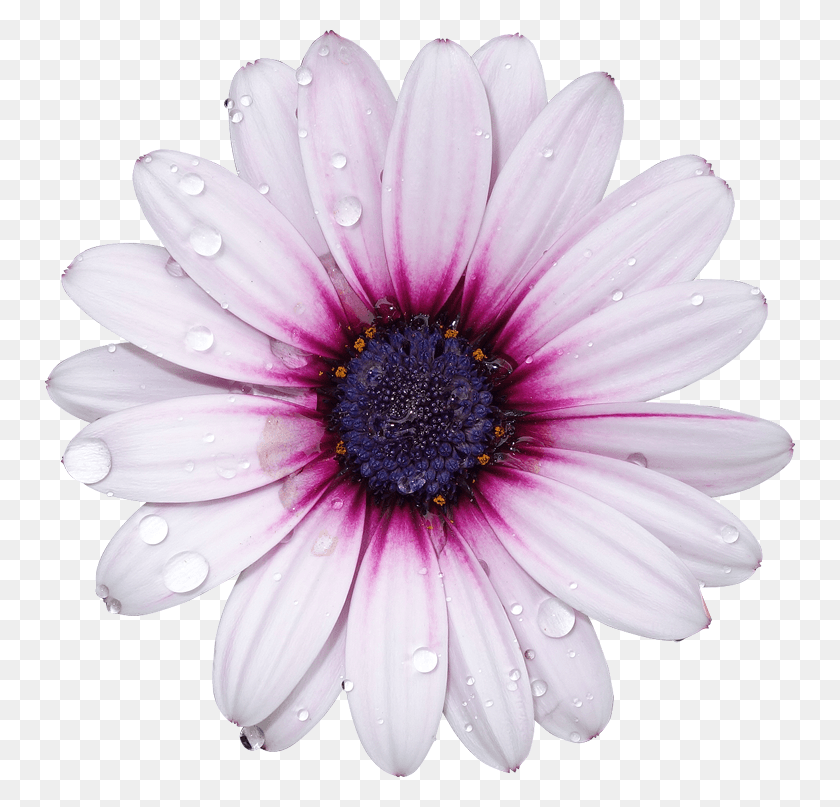 750x747 Image Flowers With Transparent Background, Plant, Daisy, Flower HD PNG Download