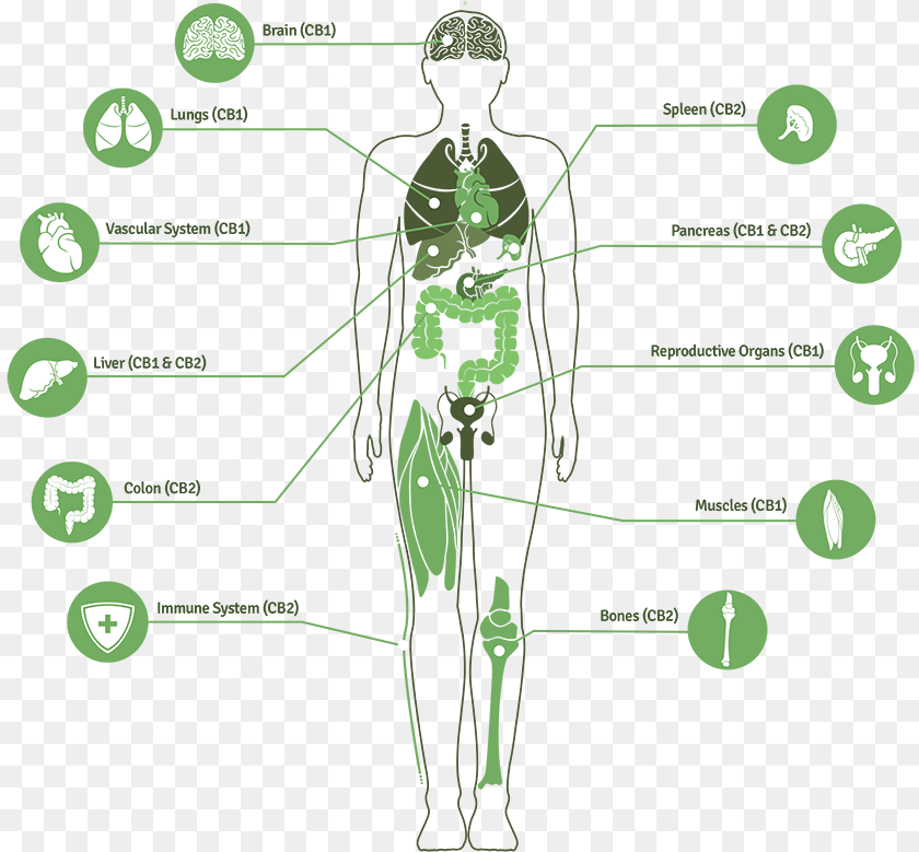 Image For Mike Hennesy S Linkedin Activity Called Great Endocannabinoid System, Chart, Plot, Adult, Male Transparent PNG