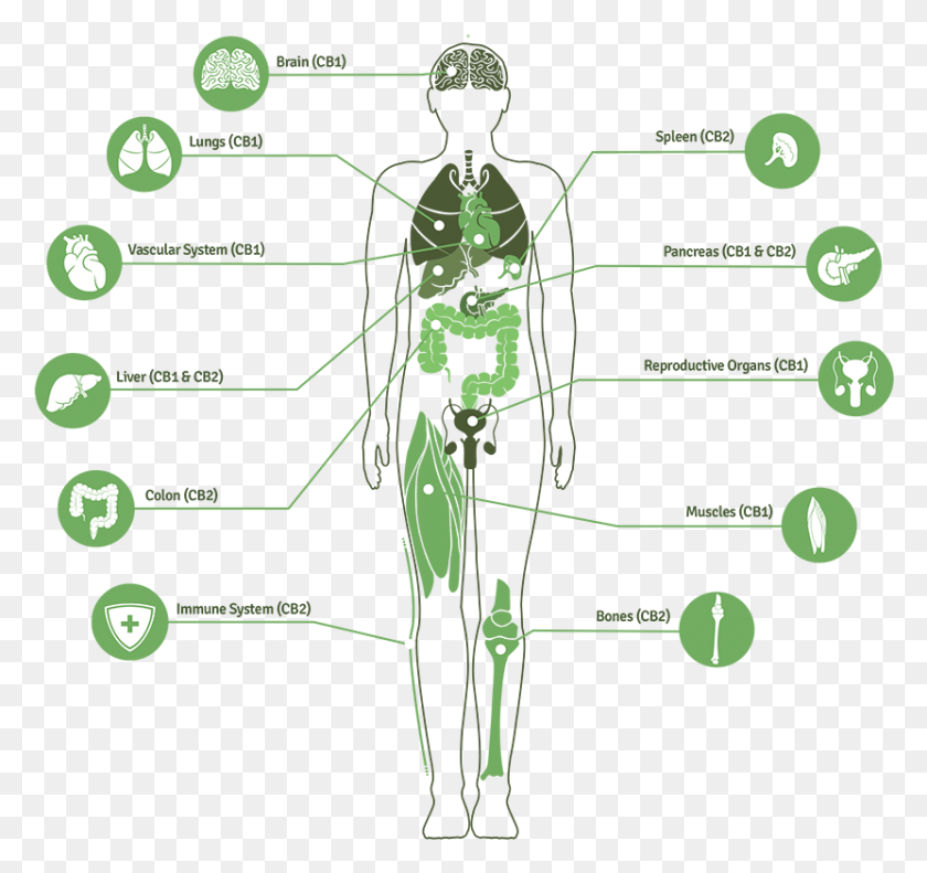 831x779 Image For Mike Hennesy39s Linkedin Activity Called Great Cbd And Thc Receptors, Bow, Diagram, Animal HD PNG Download