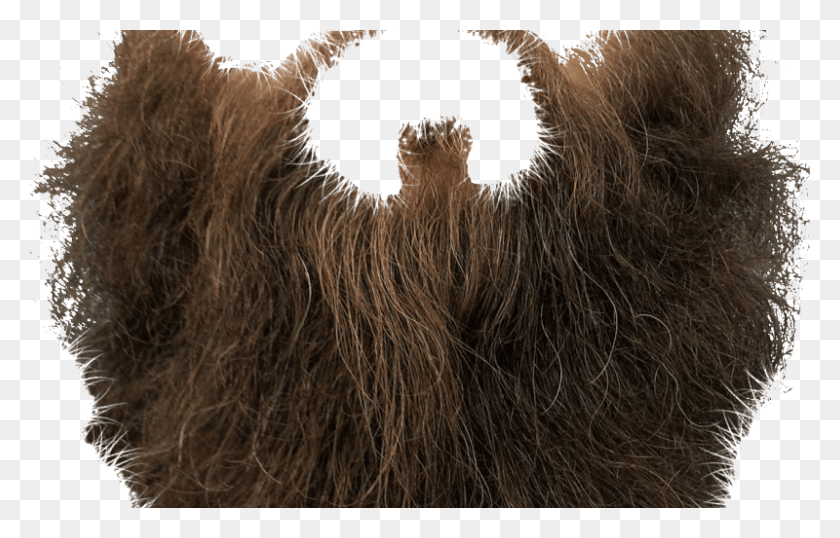 800x491 Image Free Beard Clipart Printable Beard For Photo Editing, Lion, Wildlife, Mammal HD PNG Download