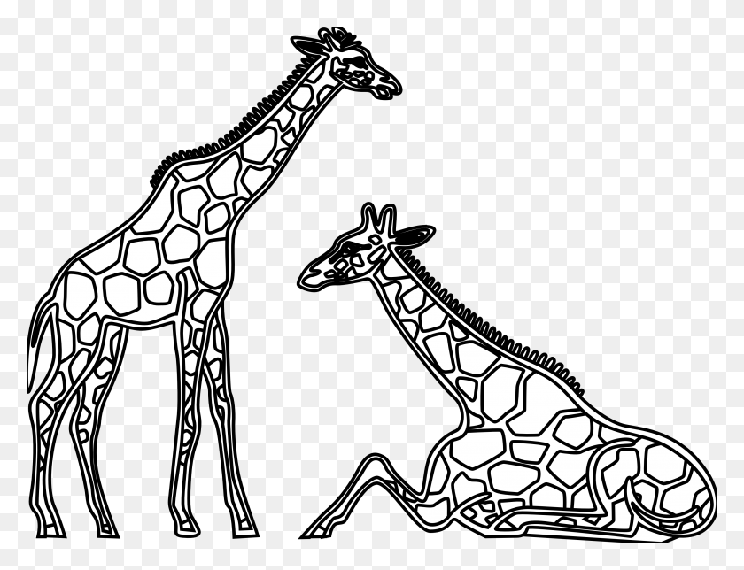 3333x2497 Image Free Library Collection Of Short High Quality Line Drawings Of Giraffes, Giraffe, Wildlife, Mammal HD PNG Download