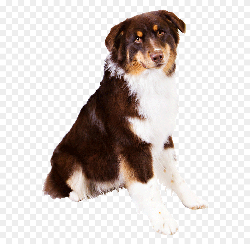 563x760 Image Free Library Dog Breed Information Famil Woof Australian Shepherd Puppy No Background, Pet, Canine, Animal HD PNG Download