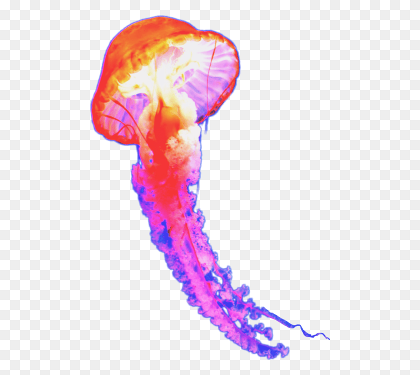 480x690 Image Freeuse Popular And Trending Sealife Stickers Marine Biology, Sea Life, Animal, Jellyfish HD PNG Download