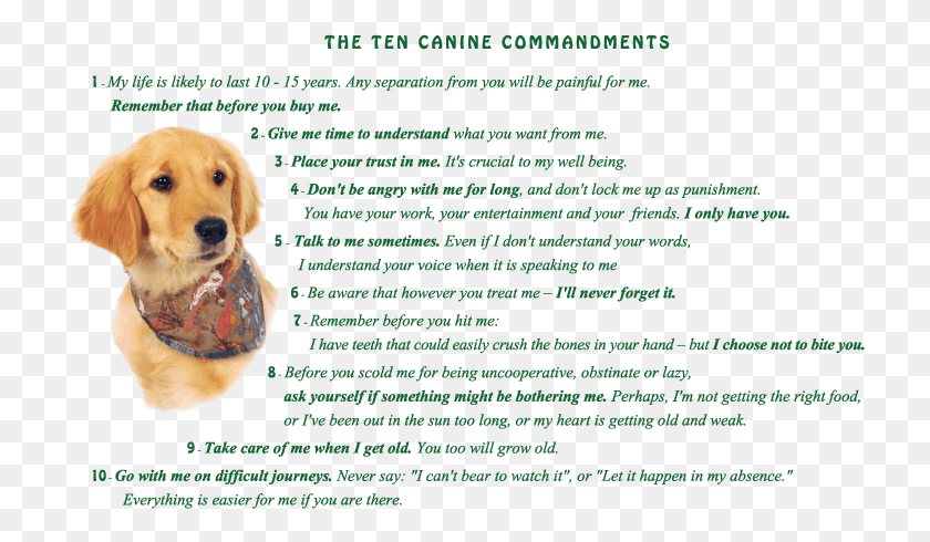 722x430 Image Golden Retriever Puppy With Ten Canine Commandments 10 Canine Commandments, Advertisement, Poster, Dog HD PNG Download