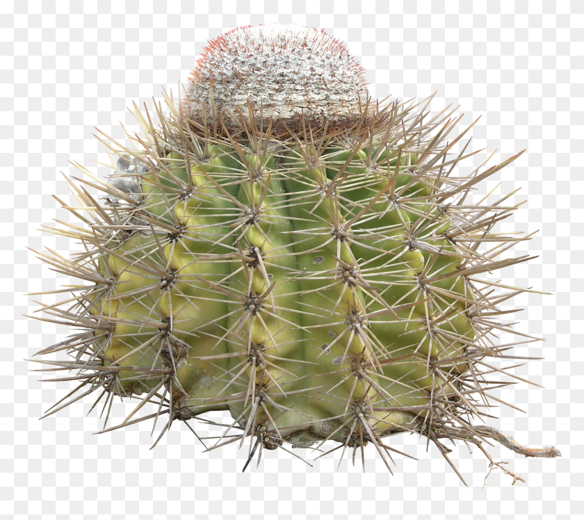 1942x1713 Descargar Png / Cactus Erizo Png