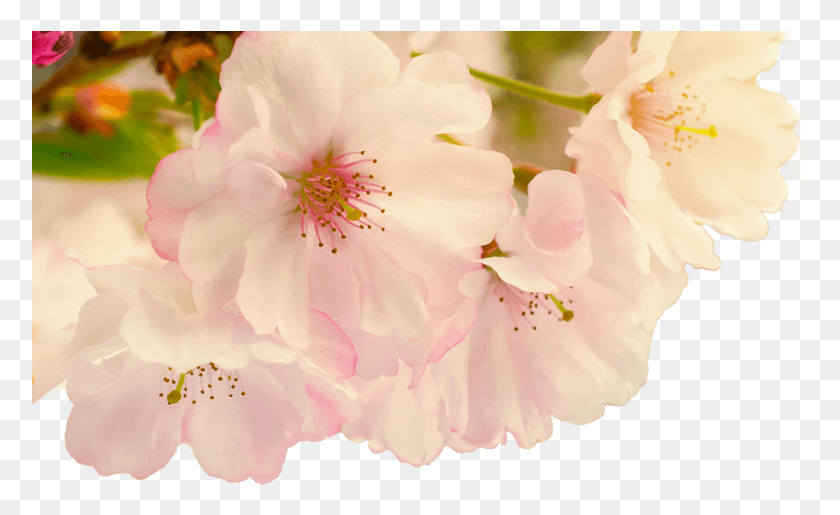 778x455 Image Image Flower Transparent Blurred, Plant, Blossom, Geranium HD PNG Download