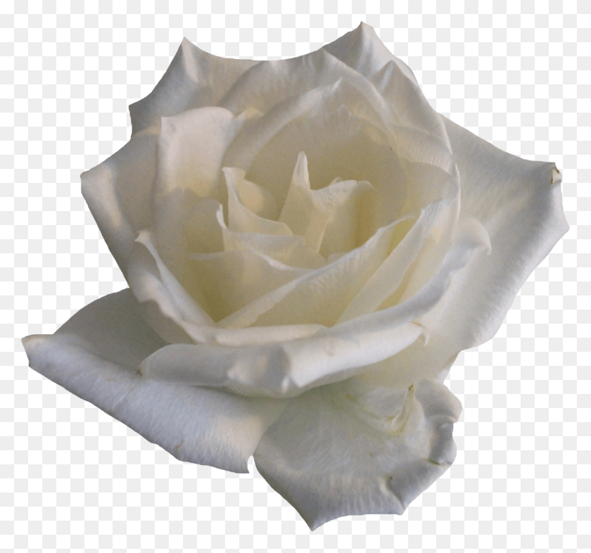 1280x1192 Информация Об Изображении Hermosas Rosas Blancas, Роза, Цветок, Растение Hd Png Скачать