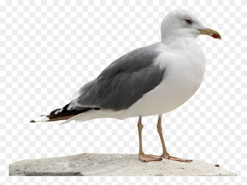 1505x1099 Image Information Normie Memes, Bird, Animal, Seagull HD PNG Download