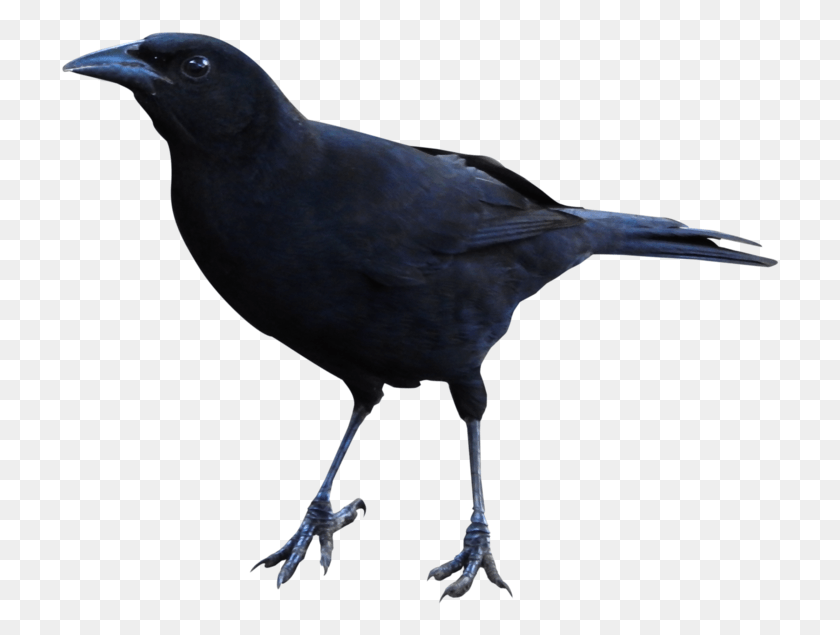 719x575 Image Information Raven Gif, Bird, Animal, Blackbird HD PNG Download