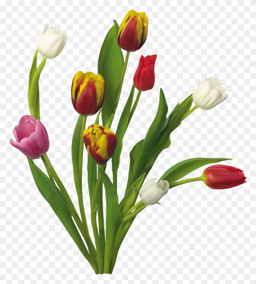 1390x1556 Png Изображение - Весенние Цветы На Прозрачном Фоне, Растение, Цветок, Цветение Hd Png Скачать