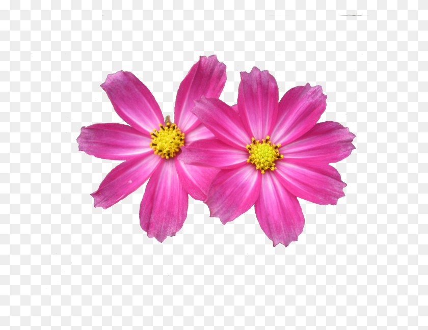 1872x1413 Информация Об Изображении Два Цветка, Пыльца, Растение, Лепесток Hd Png Скачать
