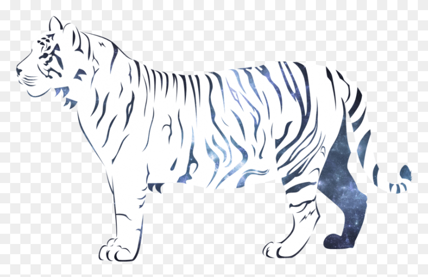 843x525 Png Изображение - Белый Тигр, Млекопитающее, Животное, Зебра.