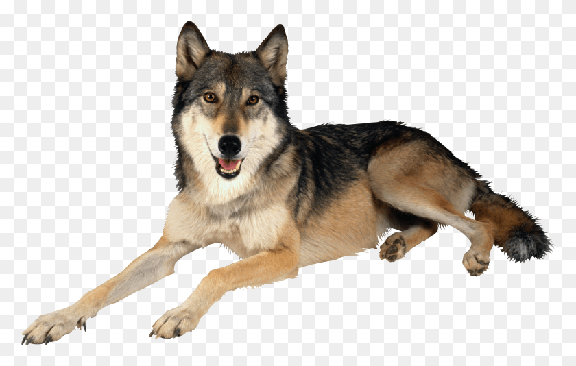 3057x1858 Image Information Wolf, Dog, Pet, Canine HD PNG Download
