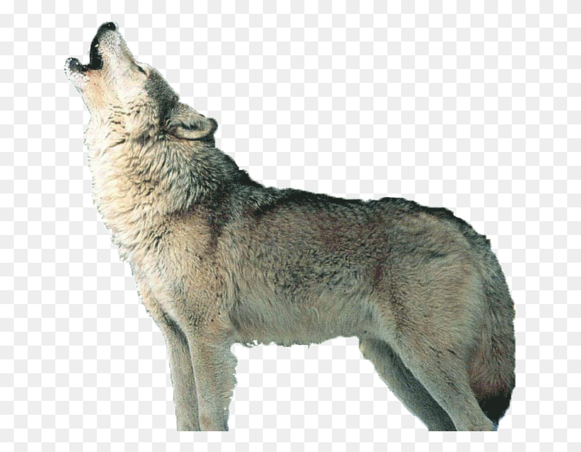 657x594 Image Information Wolf Puppy Howling Transparent, Mammal, Animal, Coyote HD PNG Download