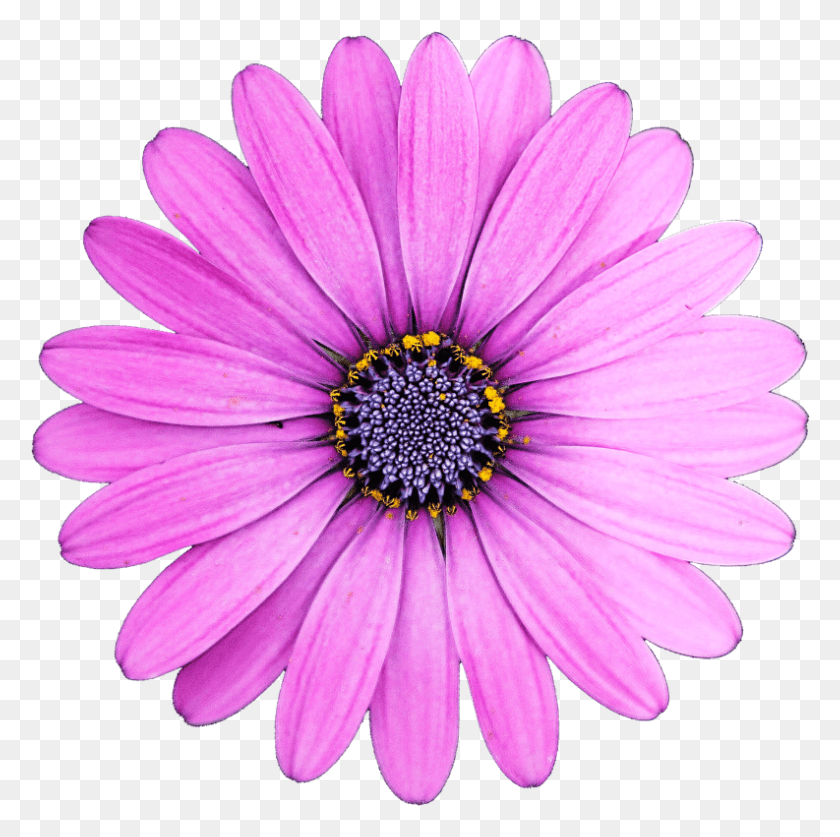 793x790 Image Is Not Available, Plant, Daisy, Flower HD PNG Download