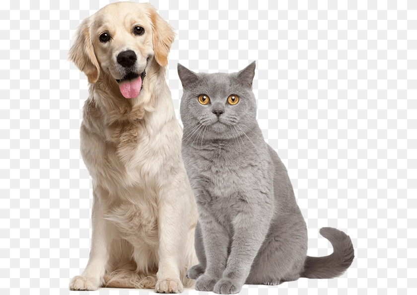 Image Is Not Available Adolescence Dog, Animal, Canine, Mammal, Pet Sticker PNG