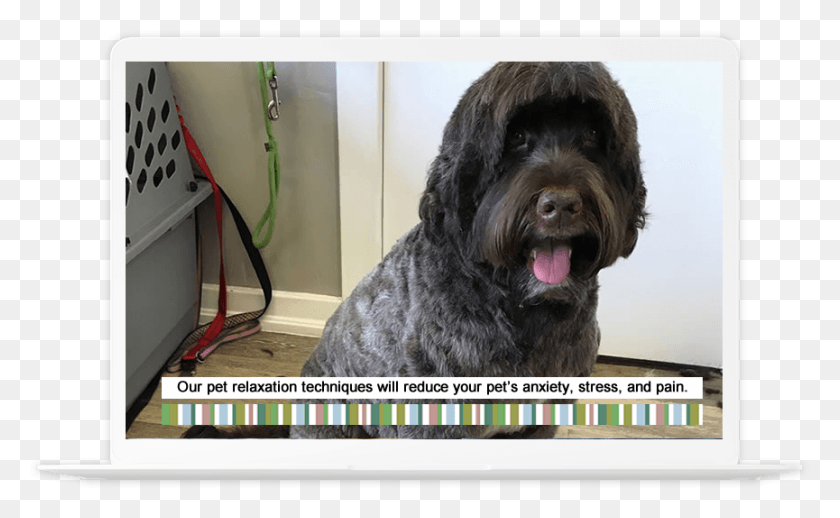 865x508 Image Is Not Available Ancient Dog Breeds, Pet, Canine, Animal HD PNG Download