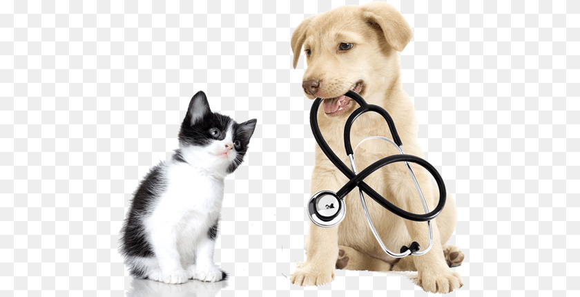 Image Is Not Available Dog And Cat Exams, Animal, Canine, Doctor, Mammal Sticker PNG