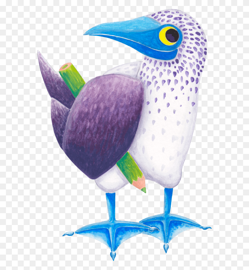 590x852 Piciformes, Pájaro, Animal, Bluebird Hd Png
